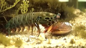 Mantis Shrimp Destroys Clam