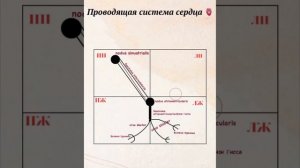 Проводящая система сердца