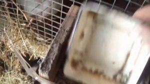 Кролики породы Ризен Хиколь . Каких кроликов лучше купить . Цены на кроликов у нас