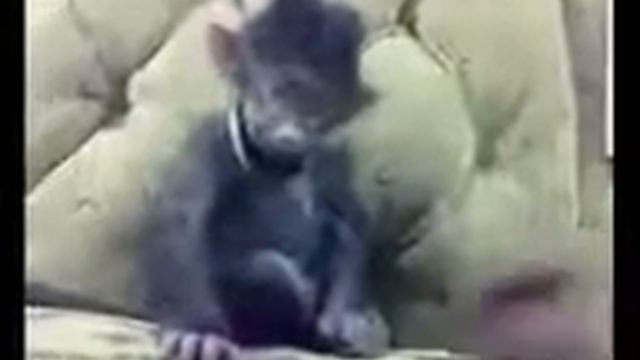 прикол обезьянка ха-ха-тушка смотреть онлайн