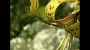 Великолепно цветущие кустарники