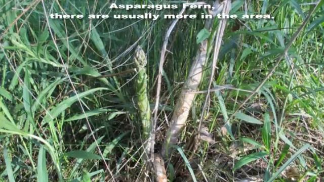 Wild Asparagus Hunting... смотреть онлайн