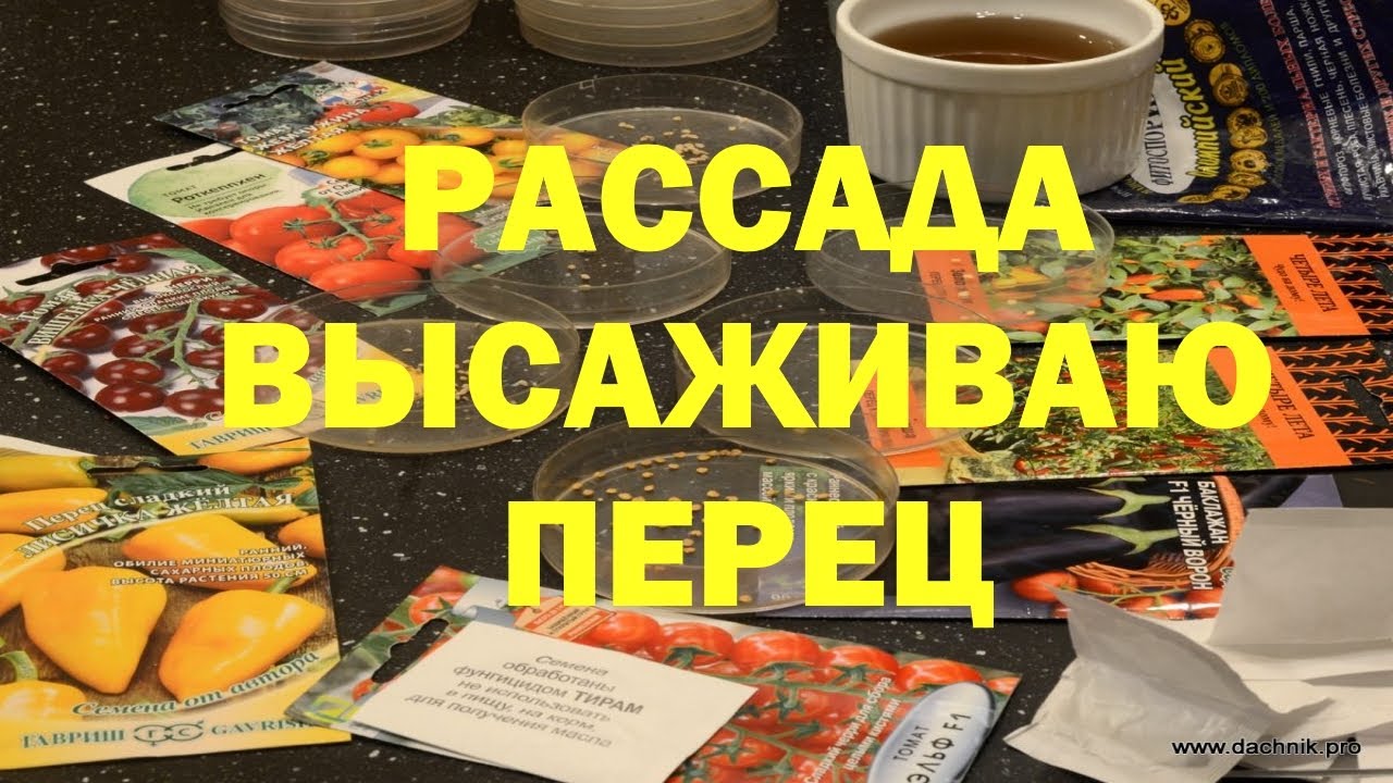 Рассада посадка перца. Замачивание семян