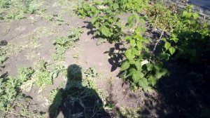 Малина Зюгана + Зюгана Голд