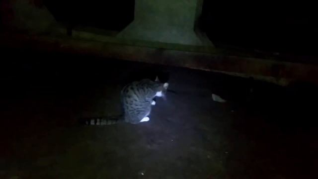 Подвал в котором жили крысы, теперь в нем жизнь, но только кисы смотреть онлайн