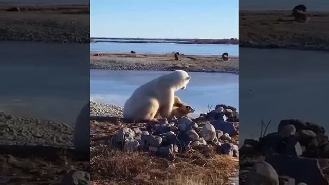 Белый медведь подружился с собакой