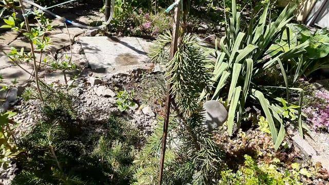 Ель Рыдал, кедры все цветет.2023 смотреть онлайн