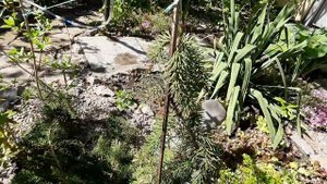 Ель Рыдал, кедры все цветет.2023