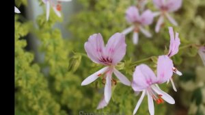 210. C'ys Sunburst in 2017~2018  씨스 썬버스트 Pelargonium
