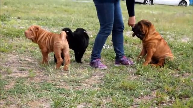 МОНО выставка шарпеев Санрайс Брис Брянск смотреть онлайн