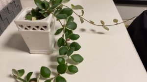 Цветение хойи хеушкелиана альбомаргината( Hoya Heuschkeliana albomarginata).