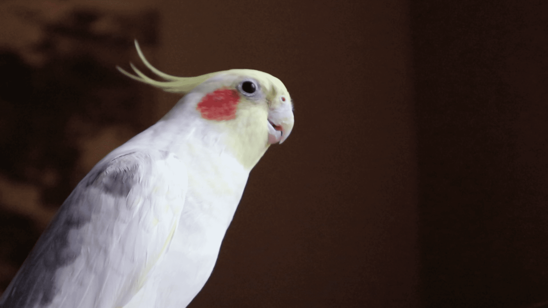 Computer Wallpaper Parrot Cockatiel