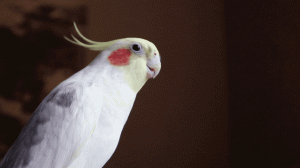Говорящий попугай корелла Геральт