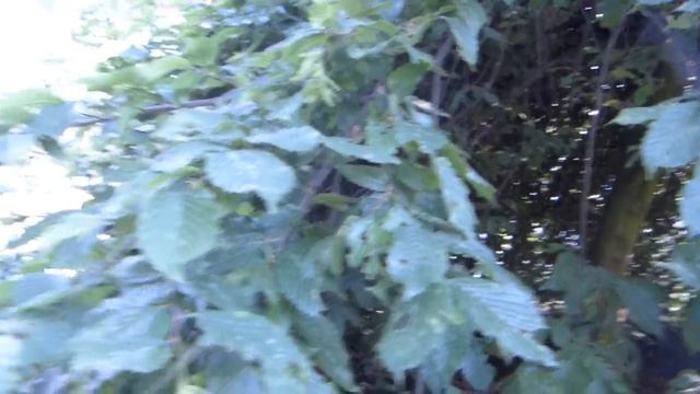 Blue-beech (Carpinus caroliniana) смотреть онлайн