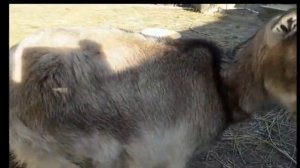 Выкидыш у козы... Что делать?