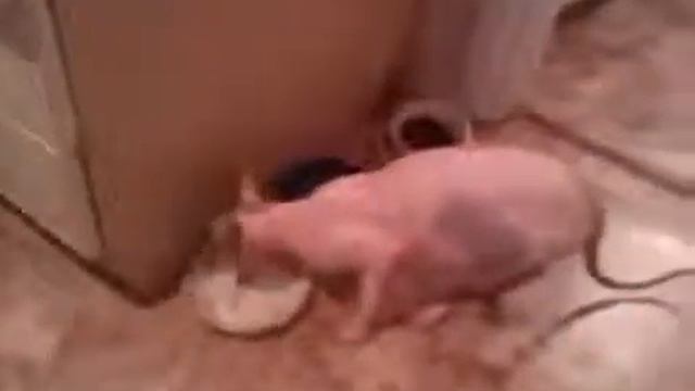 Кошка разговаривает (новый ржач 2014) смотреть онлайн