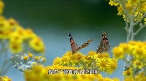 探索鈣質草原之美：薄底土和矮小堅韌植物的獨特生態系統