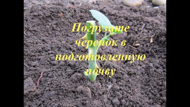 Черенки роз укореняются на 100% !
