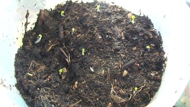 Ускоряем всходы базилика смотреть онлайн