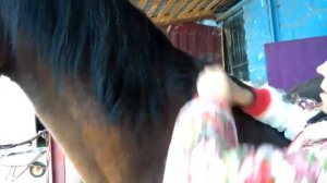 Как проредить гриву лошади 3