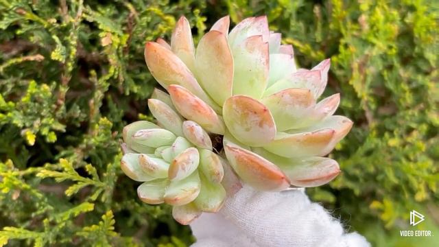 Echeveria Starmark смотреть онлайн