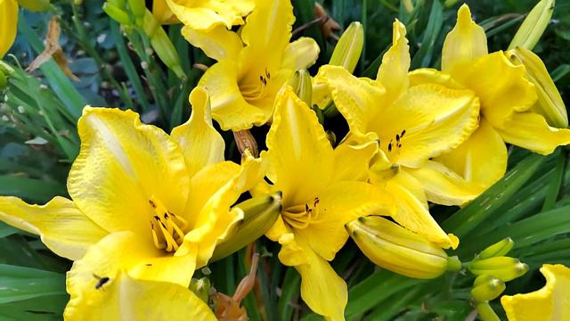 ЛИЛЕЙНИК БИГ ТАЙМ ХЭППИ смотреть онлайн