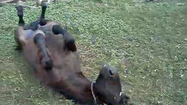 Как лошади любят кувыркаться смотреть онлайн