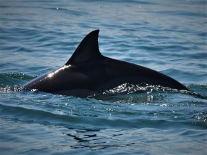 А дельфины добрые...