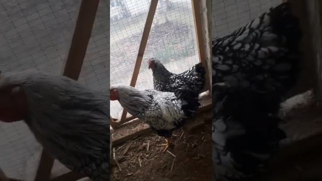 Серебро Виандот Whiandotte silver 1+1 85$ for sale #куры #chicken #tovuk