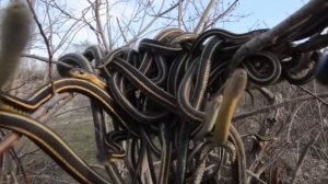 Самый опасный остров на планете!!! Змеиный остров КЕЙМАДА-ГРАНДИ