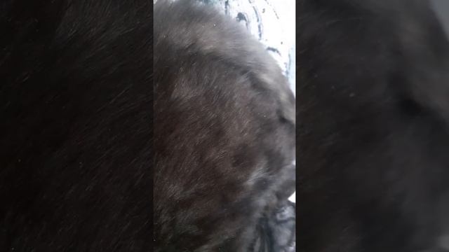 Зимний день/Всем желаю удачного дня#зима#снег#котик смотреть онлайн