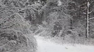 МАГИЯ СНЕГА.СНЕЖИНКИ ОЧИЩАЮТ ОТ ЛЮБОГО НЕГАТИВА.Прогулка в заснеженном лесу.ПОЮТ СИНИЧКИ..