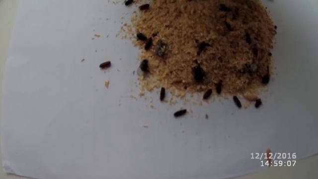 Что стало с опарышами через шесть месяцев хранения в холодильнике смотреть онлайн