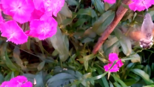 Колибри в цветах красивые красные цветы смотреть онлайн