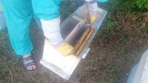 и снова однорамочные отводки. как приняли не плодных пчеломаток?