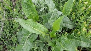 Съедобные дикоросы вместо огородной зелени.