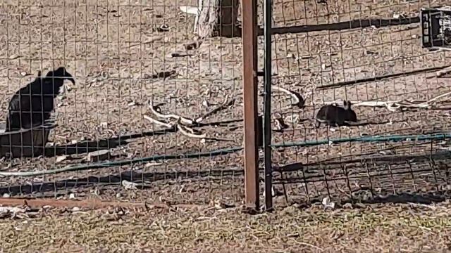 Чёрные кролики и чёрные петухи рядом- неспрост-рядом с кладбищем. Скобы испарились..Магия смотреть онлайн