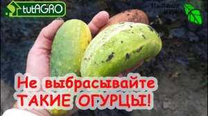 ПОСПЕШИЛИ ВЫКИНУТЬ? ЗРЯ! Правда об огурцах-потеряшках! Вот куда надо девать эти огурцы переростки!