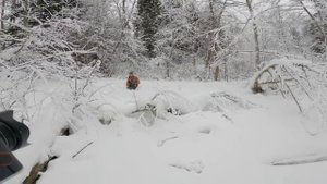 Форель в январе, первая рыбалка 2022, в поисках форели зимой.