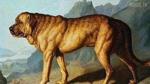 7 НЕВЕРОЯТНЫХ ПОРОД СОБАК КОТОРЫЕ ВЫМЕРЛИ