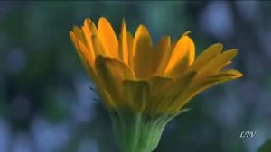 Рождение цветов.Вальс цветов,романтическая музыка