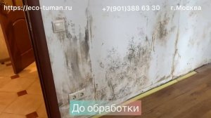 Обработка стен от грибка и плесени