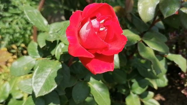 Роза чайно-гибридная сорта Роз Гожар (Rose Gaujard) в нашем саду - видеопортрет растения. 2023