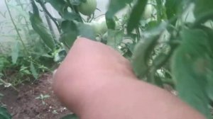 Томат Мазарини. Сорт, который меня никогда не подводит.
