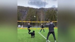 🐶 Собака играет в Мяч ↓↓↓ приколы 2020