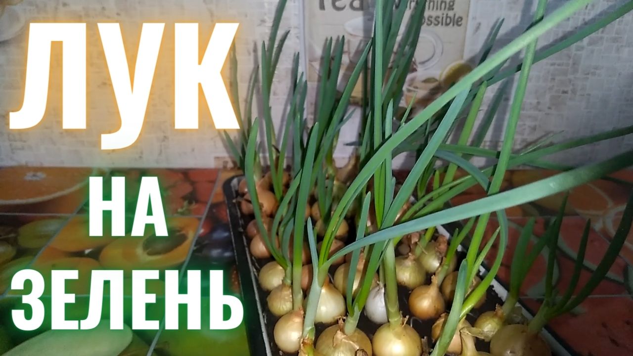 Лук на зелень в доме, в квартире. Свежая зелень круглый год!