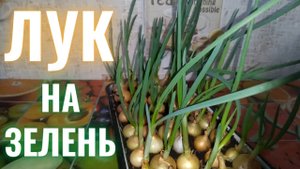 Лук на зелень в доме, в квартире. Свежая зелень круглый год!