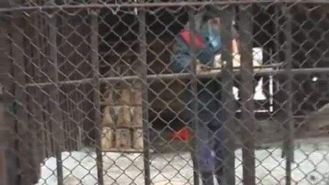 День рожденья медвежат Пензенского зоопарка. смотреть онлайн