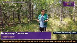 Сибирский шелкопряд атаковал лиственницы в Оловяннинском районе