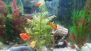 Я сегодня расскажу вам как размножаются рыбки.Тернеция м данио гло  фиш.